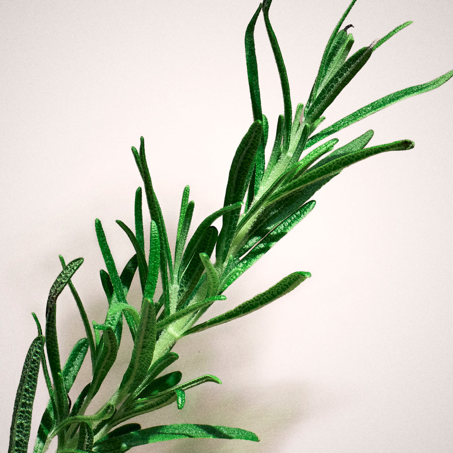 Rosemary