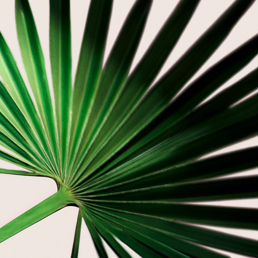 Saw Palmetto